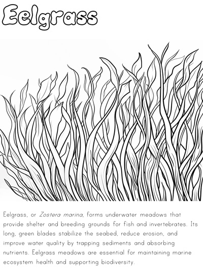 Wadden Sea habitat informational coloring page - eelgrass