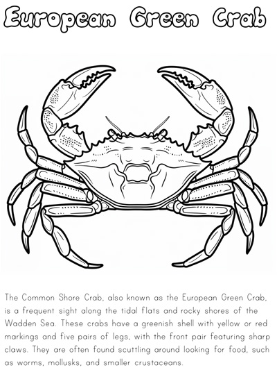 Wadden Sea habitat informational coloring page - European Green Crab