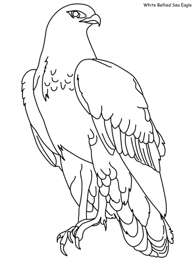 Sea Eagle coloring page